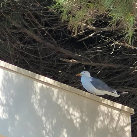 Petit Goeland דירה *