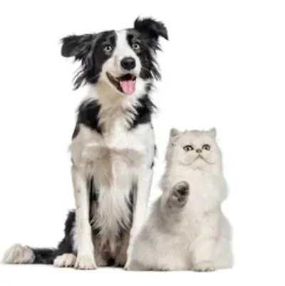 Petit Goeland * לה גרנד מוט